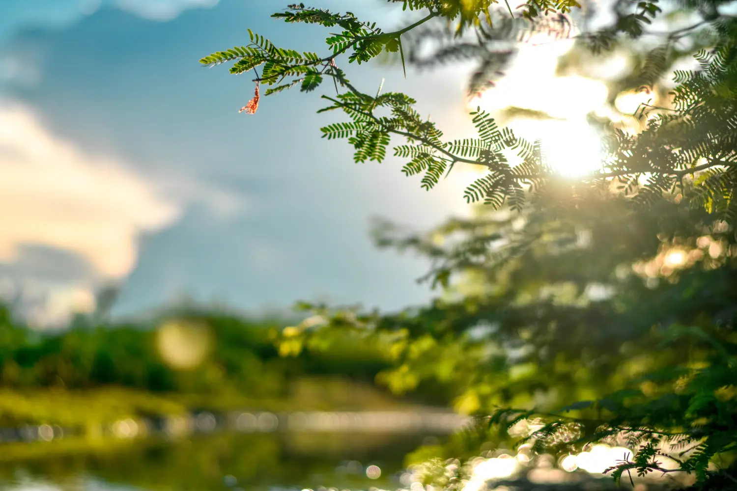 Sonne scheint durch die Bäume