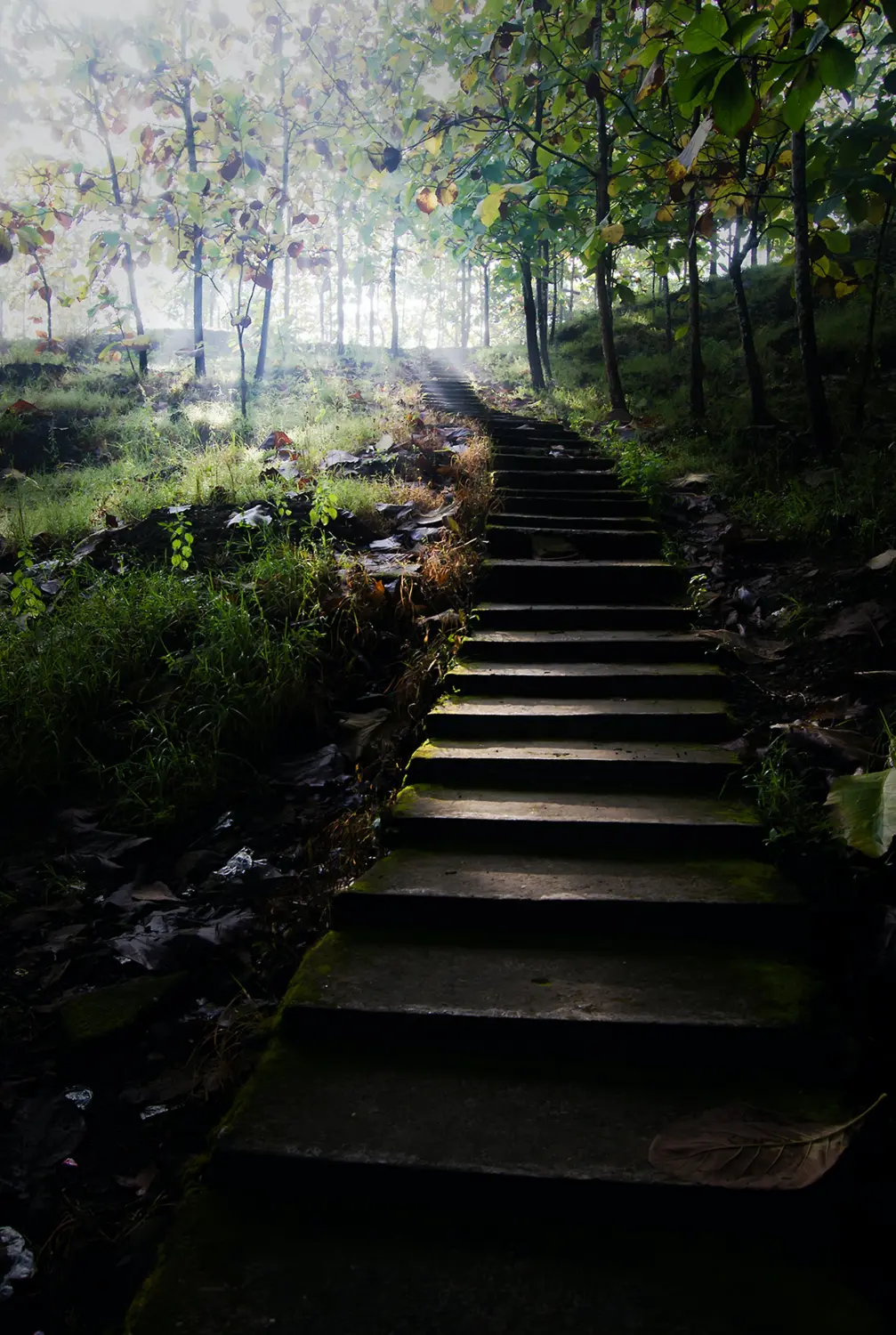 Moosbedeckte Treppen im Wald.